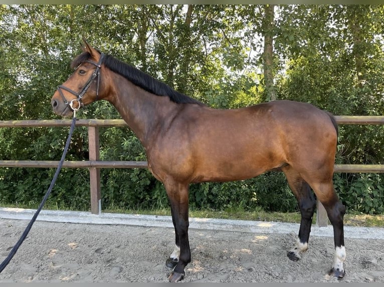 Sang-chaud Mecklembourg Hongre 6 Ans 160 cm Bai in Neubukow