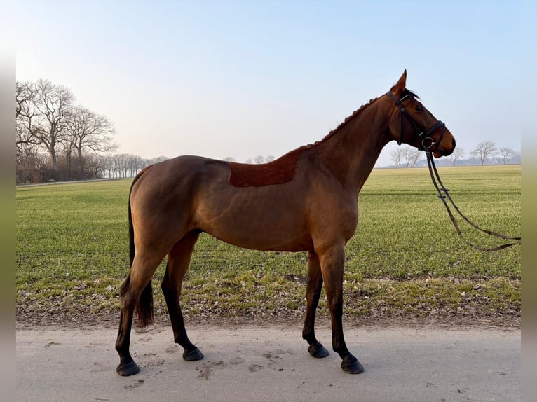Sang-chaud Mecklembourg Hongre 6 Ans 165 cm Bai in Trent