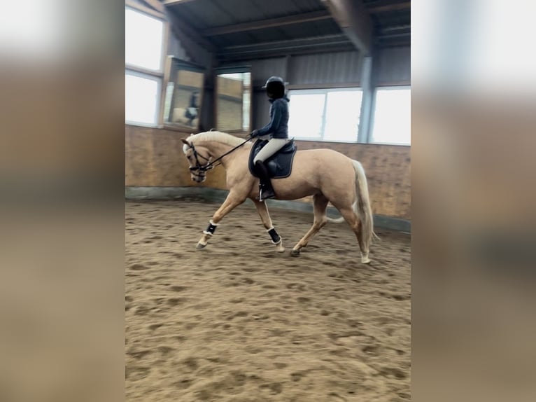 Sang-chaud Mecklembourg Hongre 6 Ans 165 cm Palomino in Upahl