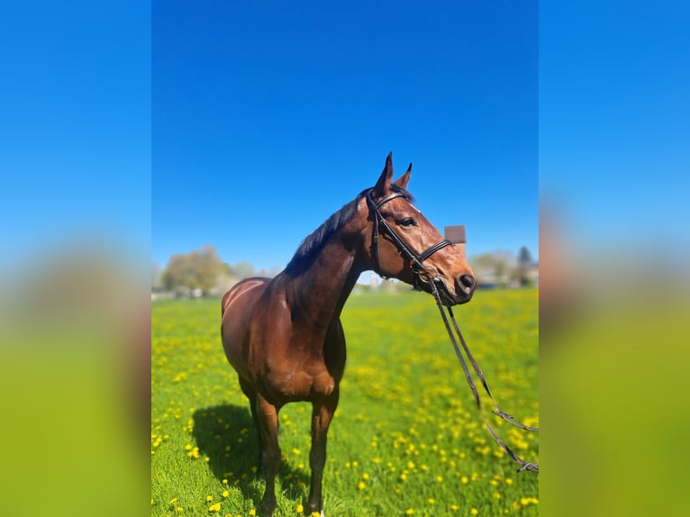Sang-chaud Mecklembourg Hongre 6 Ans 168 cm Bai in Bützow