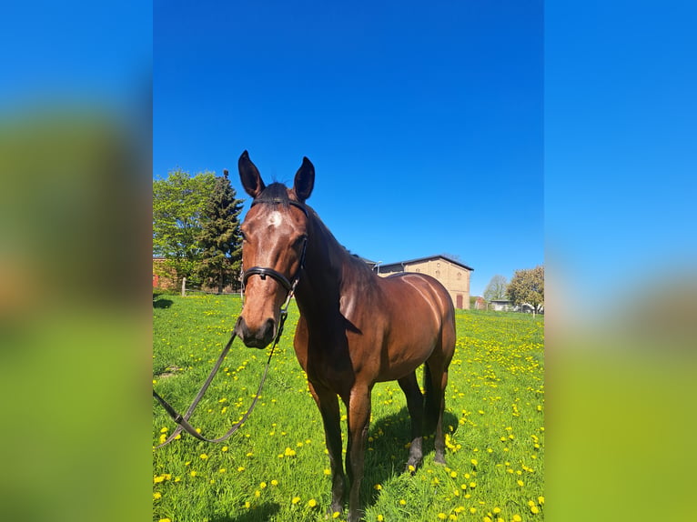 Sang-chaud Mecklembourg Hongre 6 Ans 168 cm Bai in Bützow