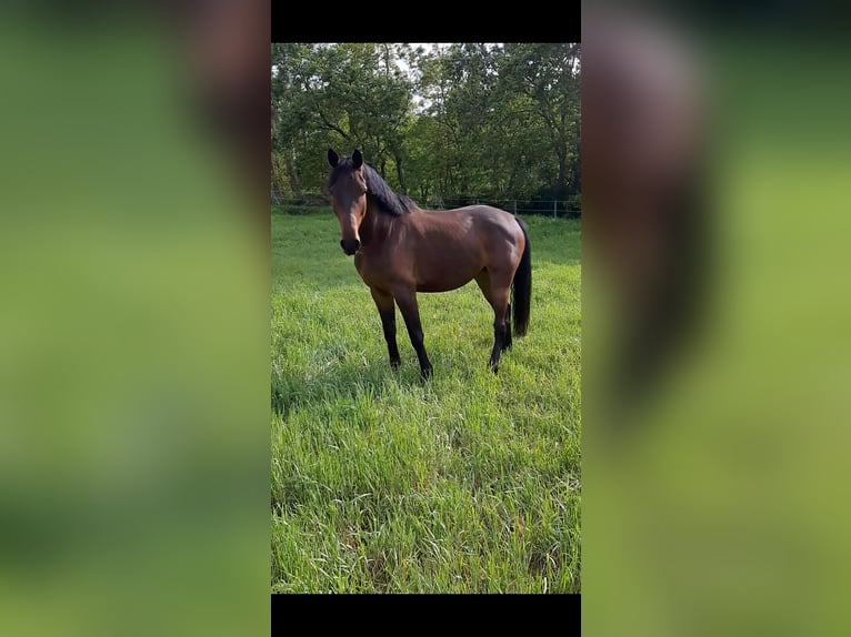 Sang-chaud Mecklembourg Hongre 6 Ans 174 cm Bai brun in Klockow