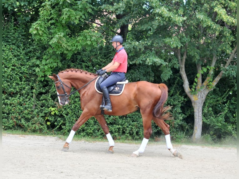 Sang-chaud Mecklembourg Hongre 6 Ans 175 cm Alezan in Schattendorf