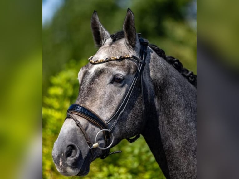 Sang-chaud Mecklembourg Hongre 6 Ans 175 cm Gris in Breitbrunn am Chiemsee