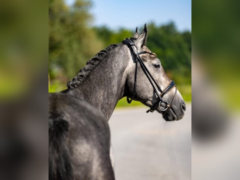 Sang-chaud Mecklembourg Hongre 6 Ans 175 cm Gris in Breitbrunn am Chiemsee