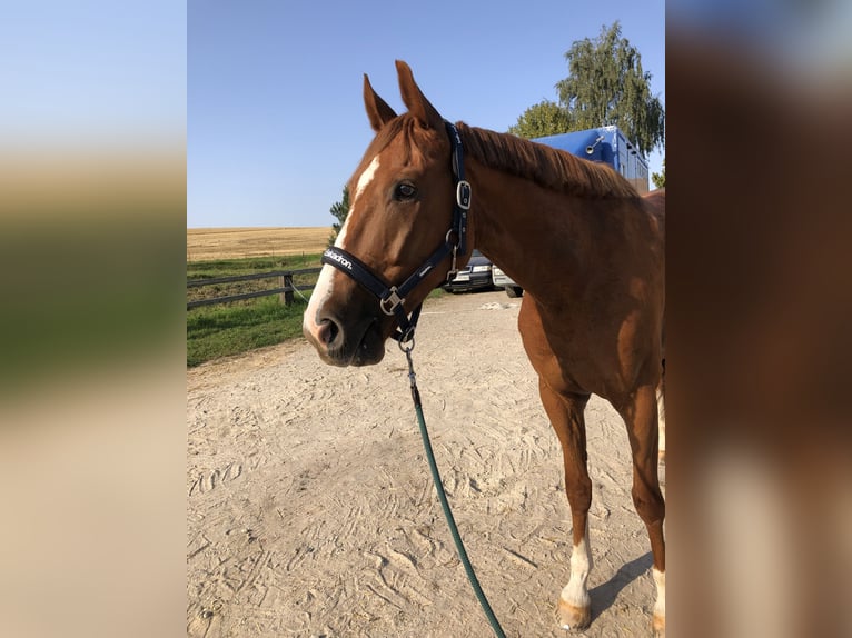 Sang-chaud Mecklembourg Hongre 7 Ans 167 cm Alezan in Lengenfeld