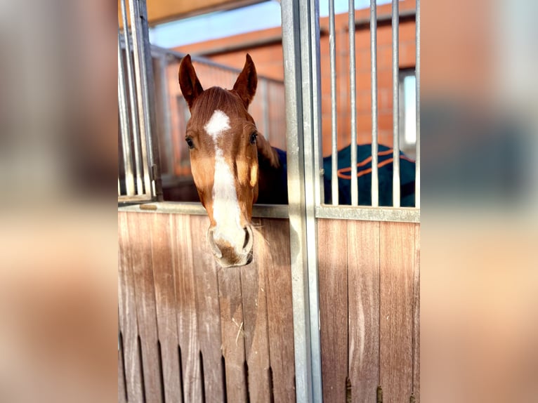 Sang-chaud Mecklembourg Hongre 7 Ans 167 cm Alezan in Lengenfeld