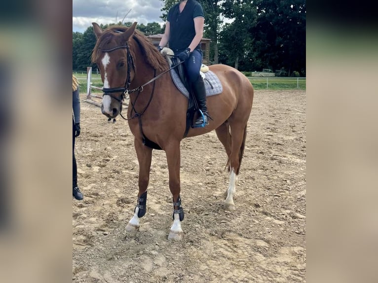 Sang-chaud Mecklembourg Hongre 7 Ans 167 cm Alezan in Lengenfeld