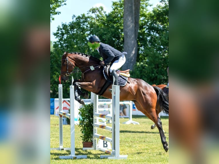 Sang-chaud Mecklembourg Hongre 7 Ans 168 cm Bai in Gadebusch