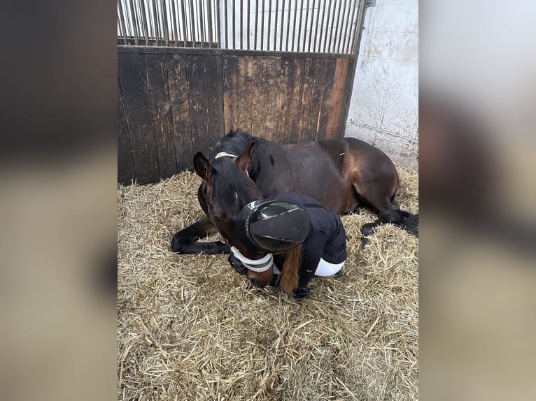 Sang-chaud Mecklembourg Hongre 7 Ans 172 cm Bai brun foncé in Fehrbellin