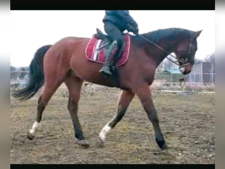 Sang-chaud Mecklembourg Hongre 7 Ans 174 cm Bai brun in Hagenow