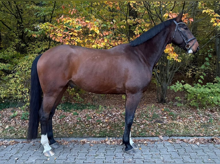 Sang-chaud Mecklembourg Hongre 7 Ans 174 cm Bai brun in Hagenow