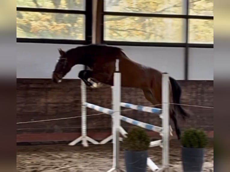 Sang-chaud Mecklembourg Hongre 7 Ans 174 cm Bai brun in Hagenow