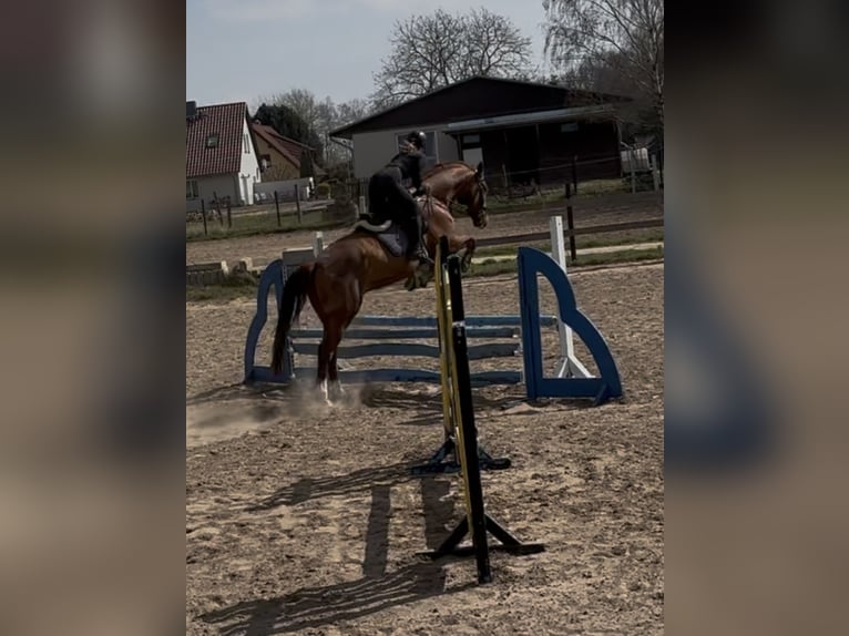 Sang-chaud Mecklembourg Hongre 7 Ans 175 cm Alezan brûlé in Greifswald