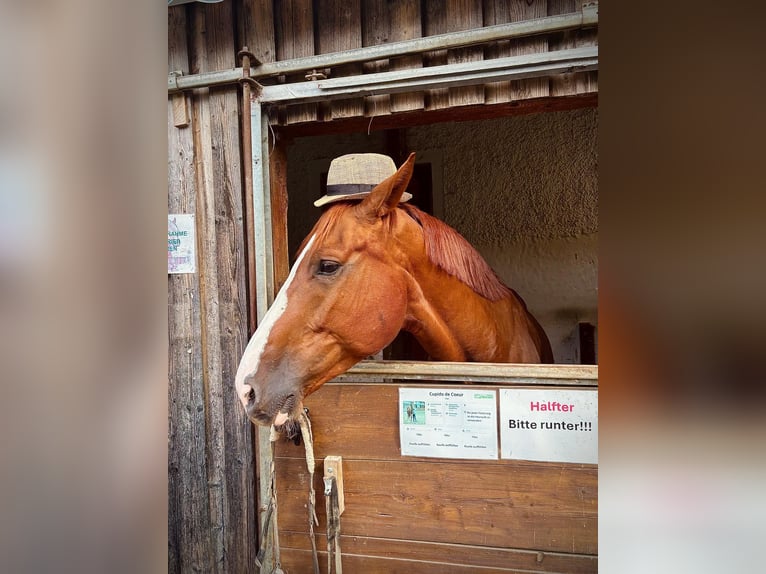 Sang-chaud Mecklembourg Hongre 7 Ans 175 cm Alezan in St. Margarethen an der Raab
