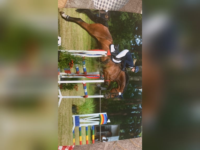 Sang-chaud Mecklembourg Hongre 7 Ans 175 cm Bai brun in Dachtmissen Sang-chaud Mecklembourg Hongre 7 Ans 175 cm Bai brun in Dachtmissen