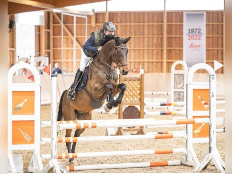 Sang-chaud Mecklembourg Hongre 7 Ans 175 cm Bai in Weisweil