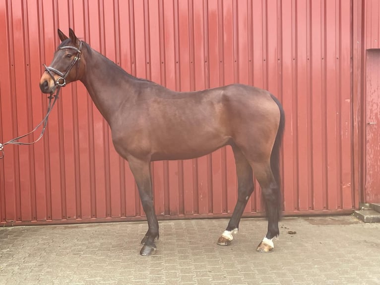 Sang-chaud Mecklembourg Hongre 7 Ans 175 cm Bai in Weisweil