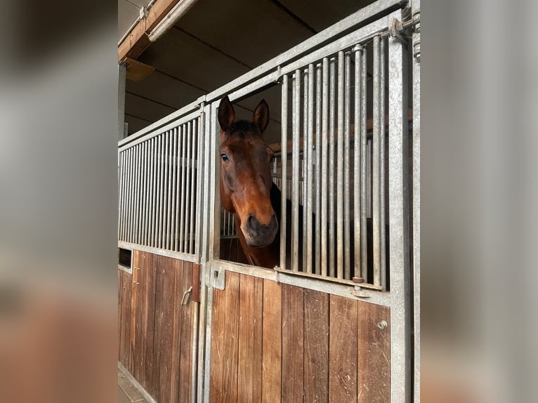 Sang-chaud Mecklembourg Hongre 7 Ans 175 cm Bai in Weisweil
