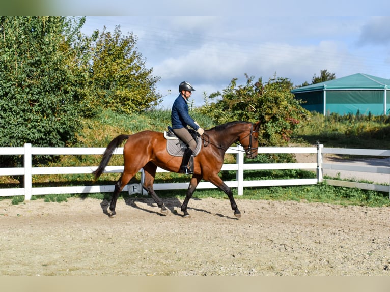 Sang-chaud Mecklembourg Hongre 7 Ans 178 cm Bai in Seebad Bansin