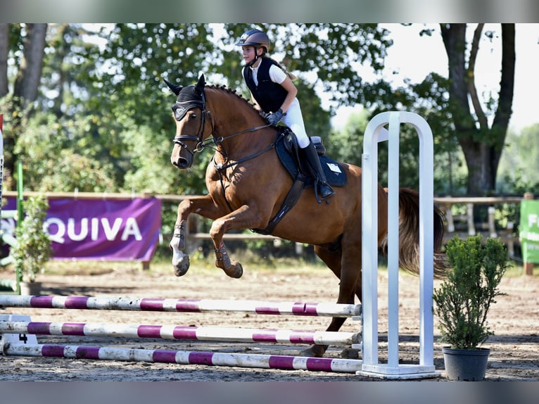 Sang-chaud Mecklembourg Hongre 8 Ans 168 cm Alezan in Hattersheim