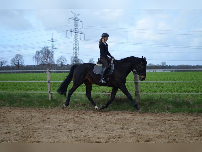 Sang-chaud Mecklembourg Hongre 8 Ans 175 cm Bai brun in Zeven