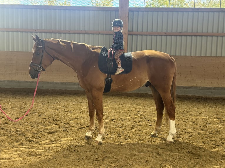 Sang-chaud Mecklembourg Hongre 8 Ans 178 cm Alezan in Ganschow