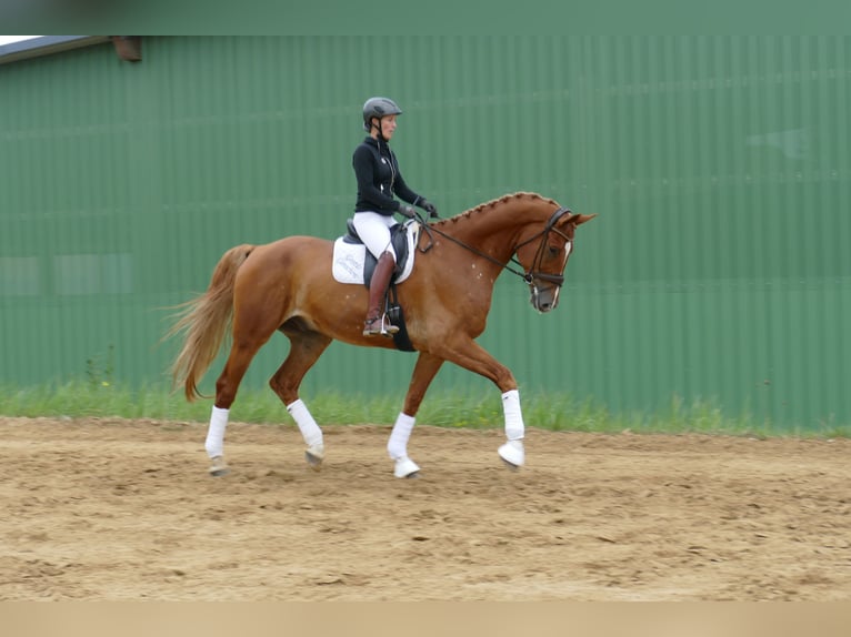 Sang-chaud Mecklembourg Hongre 8 Ans 178 cm Alezan in Ganschow