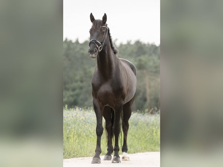 Sang-chaud Mecklembourg Hongre 9 Ans 172 cm Bai brun foncé in Emskirchen