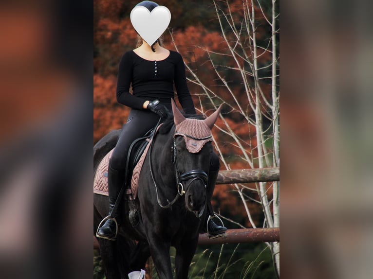 Sang-chaud Mecklembourg Jument 10 Ans 165 cm Noir in Sprockh&#xF6;vel