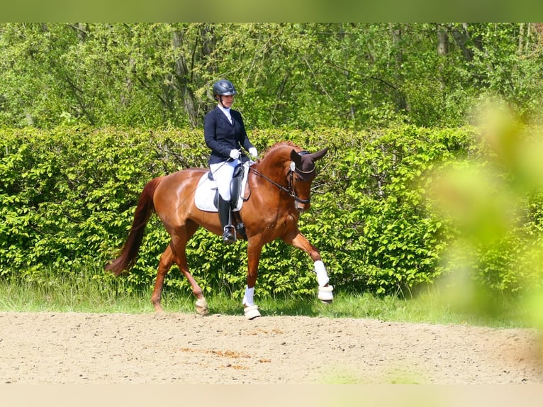 Sang-chaud Mecklembourg Jument 10 Ans 168 cm Alezan in Kamen