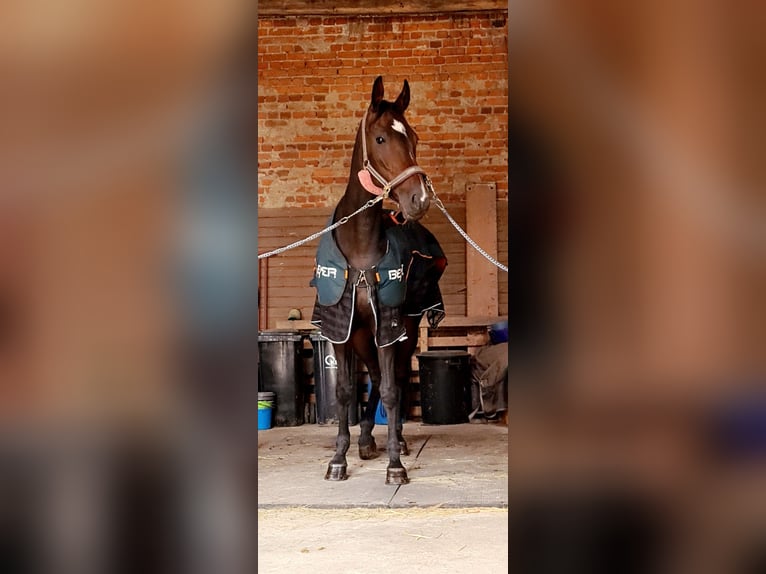 Sang-chaud Mecklembourg Jument 10 Ans 175 cm Bai brun in Dahlen