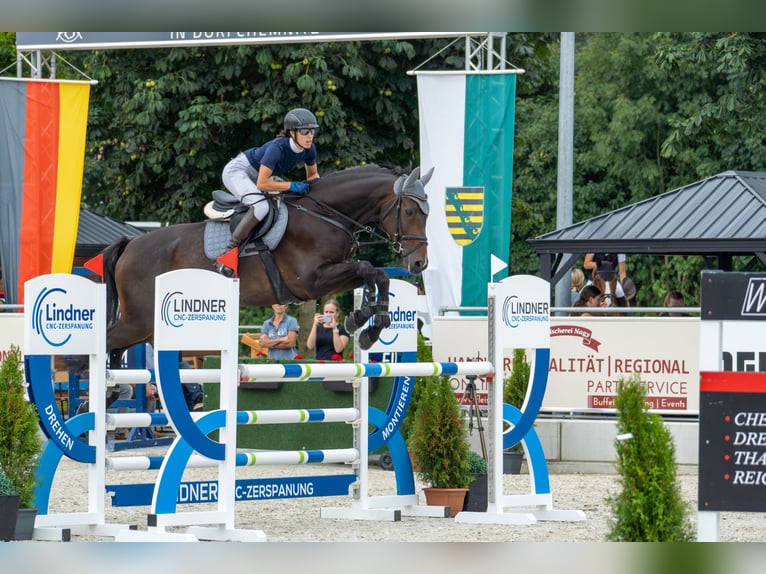 Sang-chaud Mecklembourg Jument 10 Ans 175 cm Bai brun in Dahlen