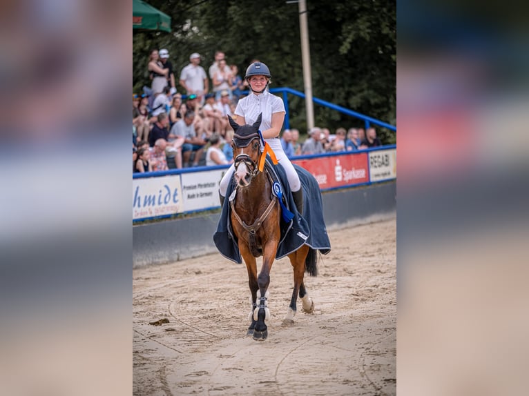 Sang-chaud Mecklembourg Jument 11 Ans 163 cm Bai in Kevelaer
