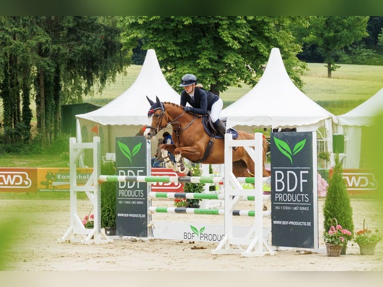 Sang-chaud Mecklembourg Jument 12 Ans 154 cm Alezan in Kamen