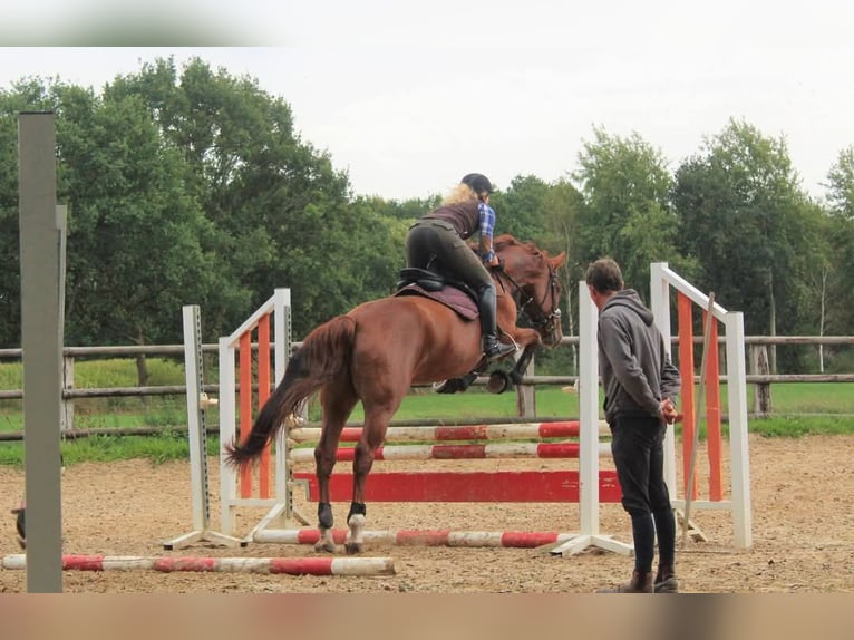 Sang-chaud Mecklembourg Jument 13 Ans 170 cm Alezan in Hagen im Bremischen