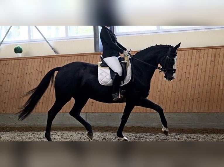 Sang-chaud Mecklembourg Jument 14 Ans 163 cm Noir in Bonn