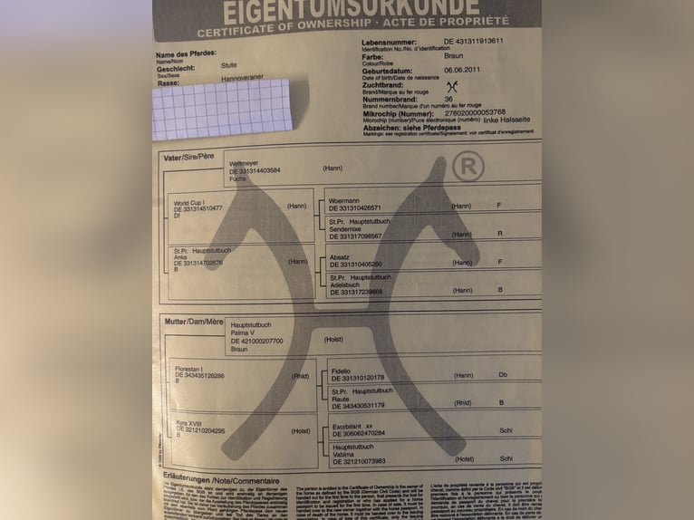 Sang-chaud Mecklembourg Jument 14 Ans 172 cm Bai in Rastow Sang-chaud Mecklembourg Jument 14 Ans 172 cm Bai in Rastow