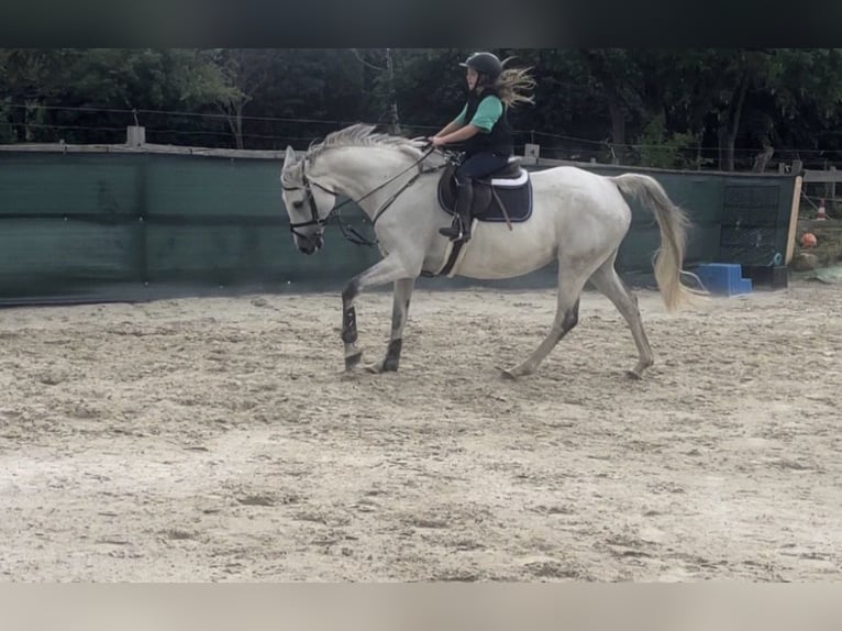 Sang-chaud Mecklembourg Jument 15 Ans 166 cm Gris in Springe