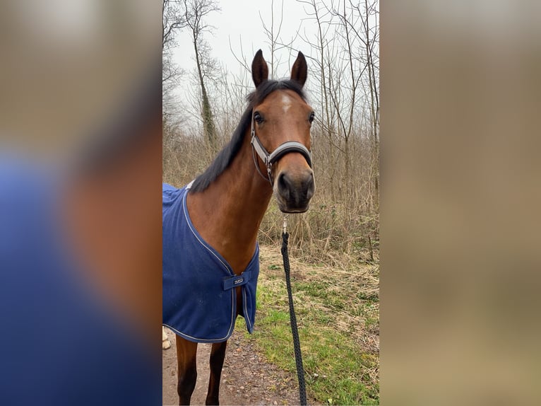 Sang-chaud Mecklembourg Jument 17 Ans 160 cm Bai in Herxheim bei Landau/Pfalz