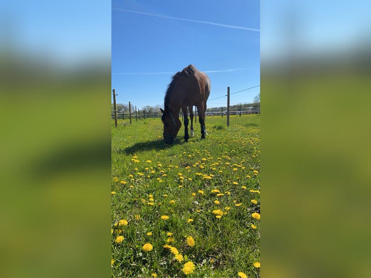 Sang-chaud Mecklembourg Jument 17 Ans 160 cm Bai in Herxheim bei Landau/Pfalz