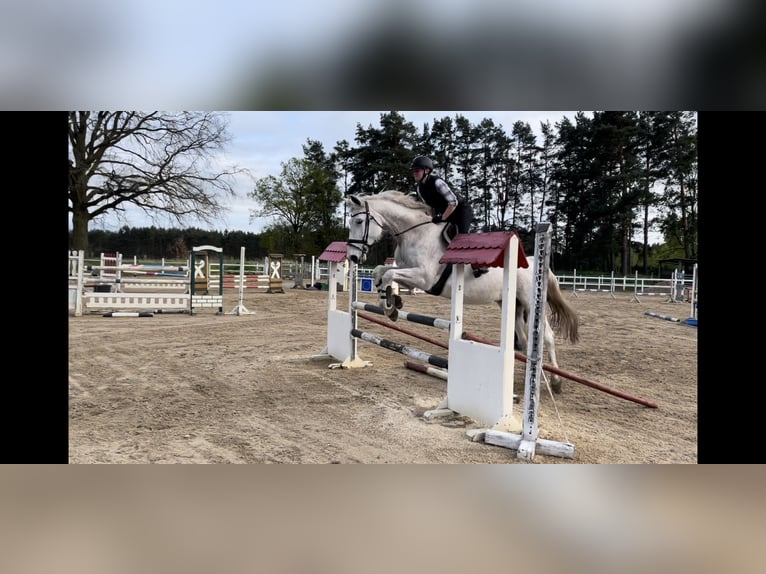 Sang-chaud Mecklembourg Jument 18 Ans 168 cm Gris in Genthin