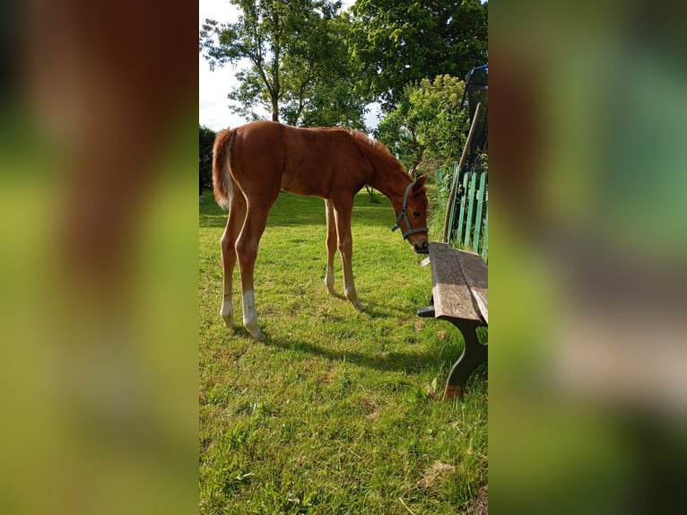 Sang-chaud Mecklembourg Jument 1 Année 170 cm Alezan brûlé in Langsdorf