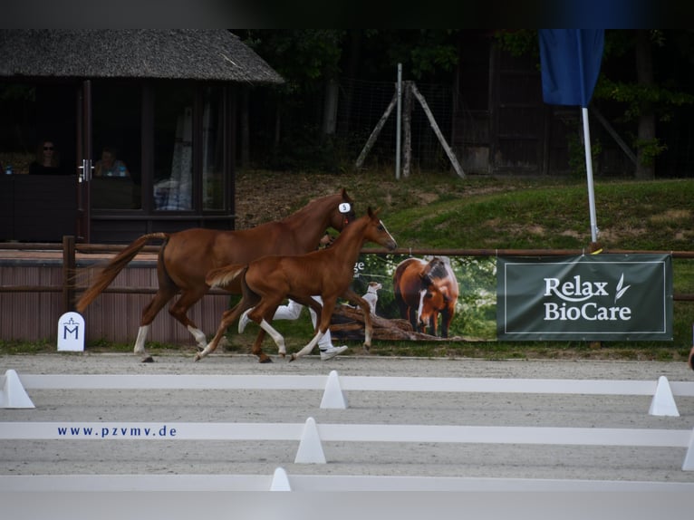 Sang-chaud Mecklembourg Jument 1 Année Alezan in Röbel