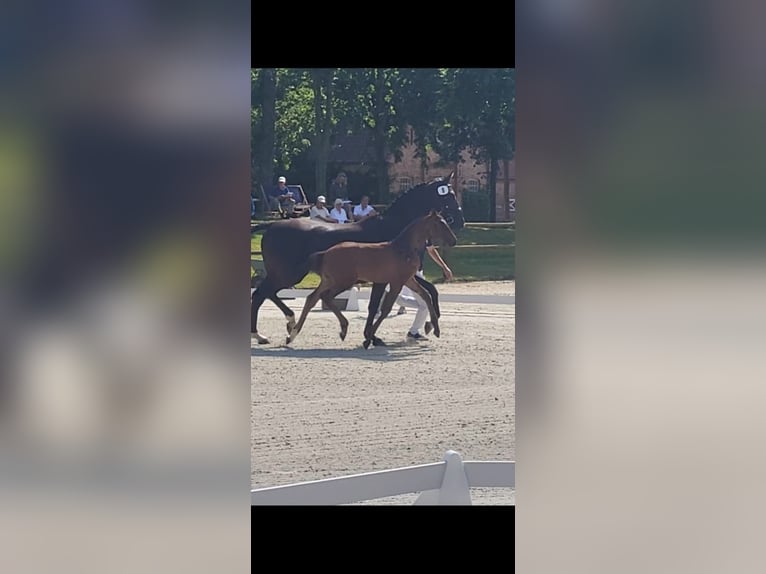 Sang-chaud Mecklembourg Jument 1 Année Bai brun foncé in Röbel