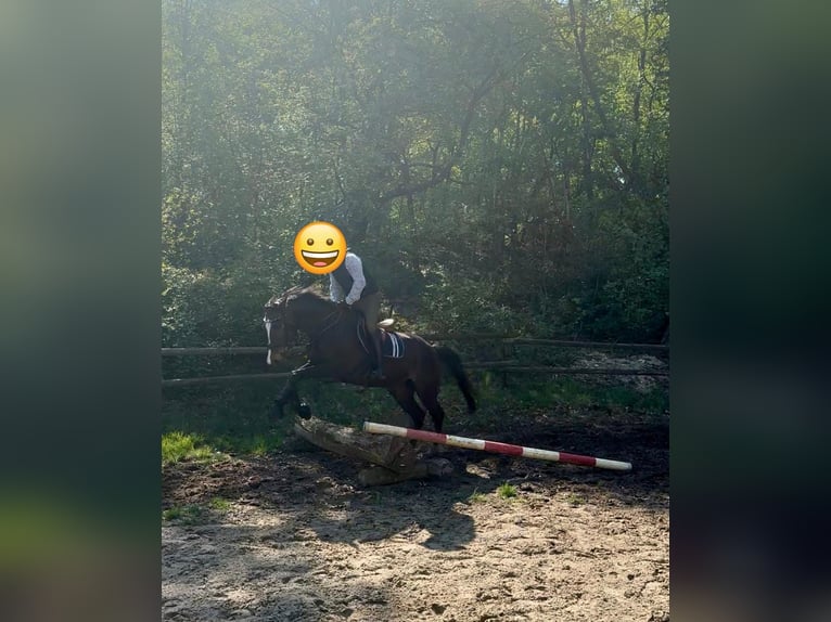 Sang-chaud Mecklembourg Jument 20 Ans 165 cm Bai brun in Emmerich