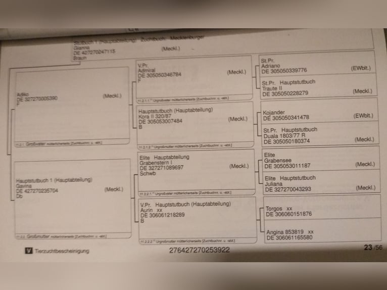 Sang-chaud Mecklembourg Jument 3 Ans 162 cm Bai in Dorfen