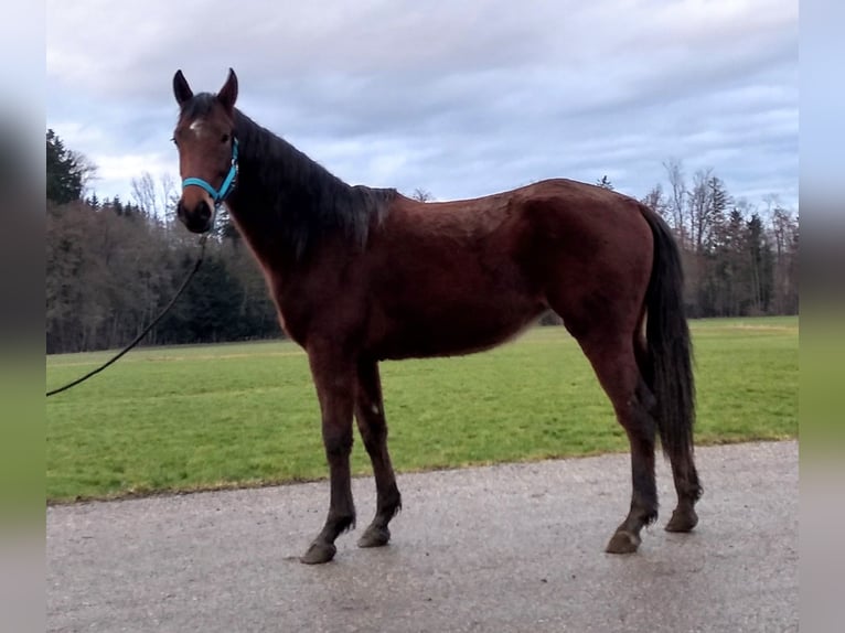 Sang-chaud Mecklembourg Jument 3 Ans 162 cm Bai in Dorfen