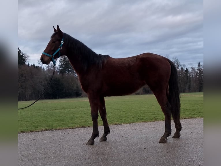 Sang-chaud Mecklembourg Jument 3 Ans 162 cm Bai in Dorfen