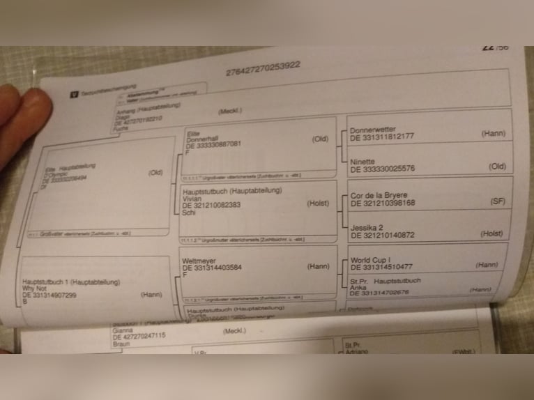 Sang-chaud Mecklembourg Jument 3 Ans 162 cm Bai in Dorfen
